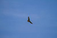 18556638 1943745125859838 8144337837083562584 o